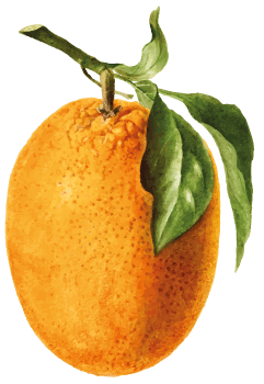 nispero