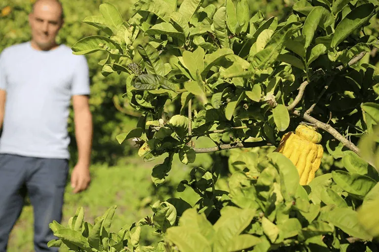 Árbol con mano de budaa