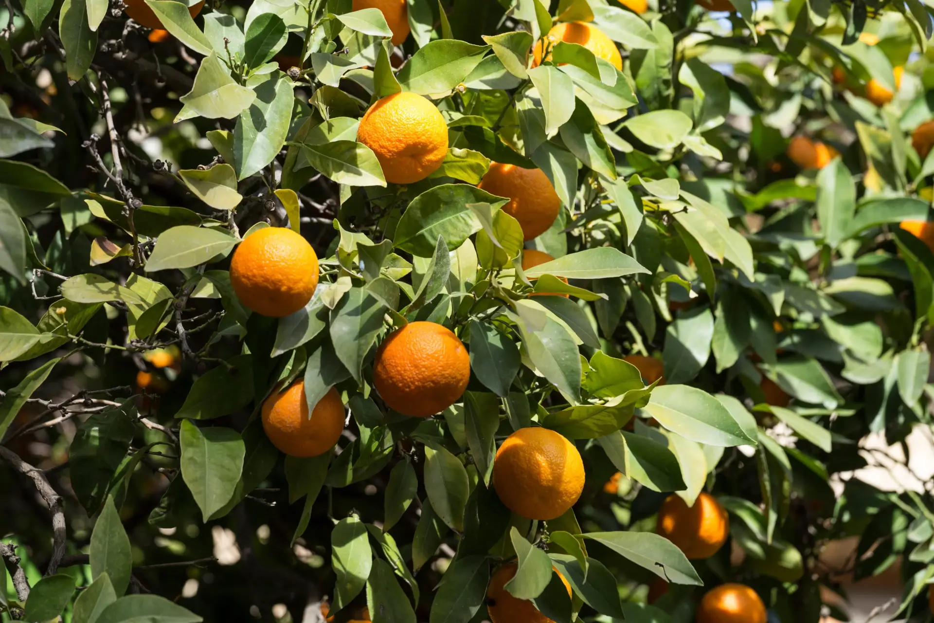 Árbol de naranjas